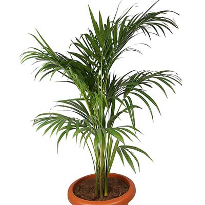 "Areca Palm Plant - Click here to View more details about this Product